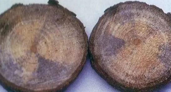  警惕！木材原材料将进入蓝变高峰期